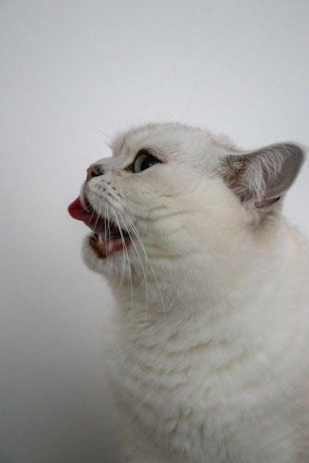 katalic cat feeder manual